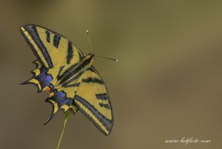 Kaplan Krlangkuyruk (Papilio alexanor)