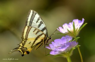 Kaplan Krlangkuyruk (Papilio alexanor)