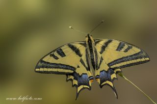 Kaplan Krlangkuyruk (Papilio alexanor)