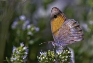 Kk Esmerperi (Hyponephele lycaon)