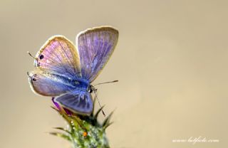 Lampides (Lampides boeticus)