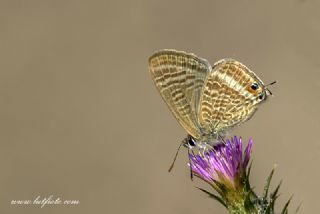 Lampides (Lampides boeticus)