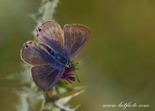Lampides (Lampides boeticus)