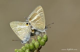 Lampides (Lampides boeticus)