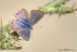 Lampides (Lampides boeticus)
