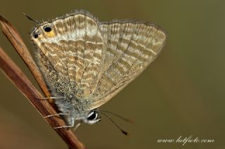 Lampides&nbsp;(Lampides&nbsp;boeticus)