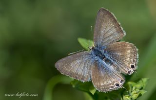 Lampides&nbsp;(Lampides&nbsp;boeticus)