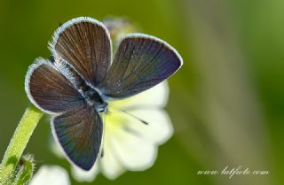 Minik Kupid (Cupido minimus)