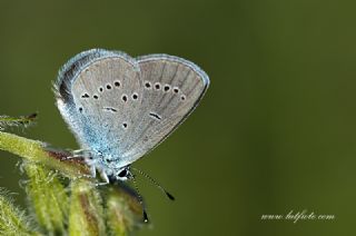 Minik Kupid (Cupido minimus)