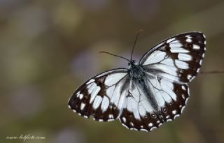 Akdeniz Melikesi&nbsp;(Melanargia&nbsp;titea)