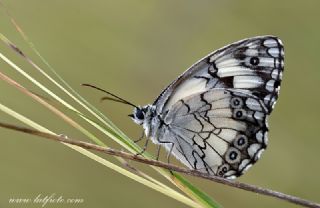 Akdeniz Melikesi&nbsp;(Melanargia&nbsp;titea)