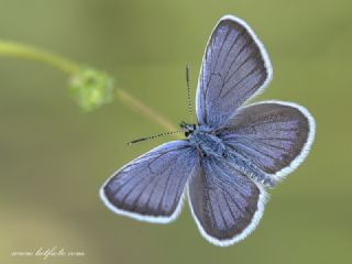 Gm Lekeli Esmergz (Plebejus argus)