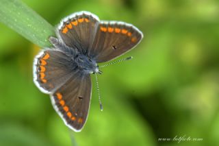 okgzl Esmer (Aricia agestis)