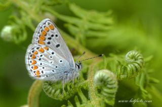 okgzl Esmer (Aricia agestis)