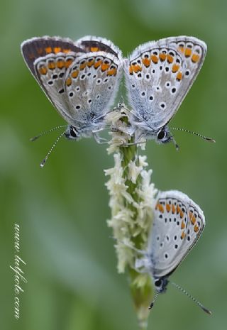 okgzl Esmer (Aricia agestis)