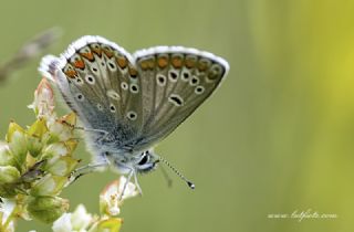 okgzl Orman Esmeri (Aricia artaxerxes)