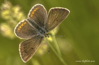 okgzl Orman Esmeri (Aricia artaxerxes)