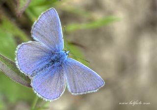 okgzl Mavi (Polyommatus icarus)