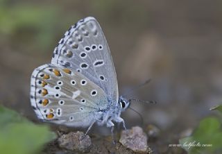 okgzl Gk Mavisi (Polyommatus bellargus)