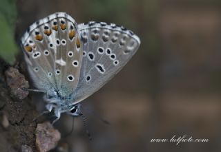 okgzl Gk Mavisi (Polyommatus bellargus)