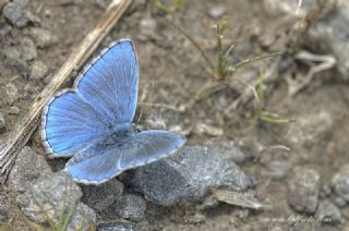 okgzl Gk Mavisi (Polyommatus bellargus)