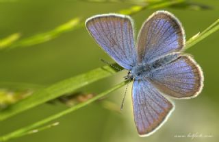 okgzl Gzel Mavi (Polyommatus bellis)