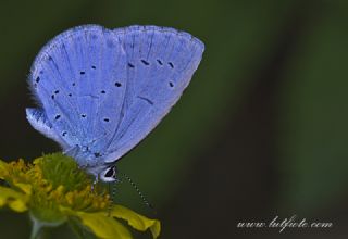 Kutsal Mavi (Celastrina argiolus)