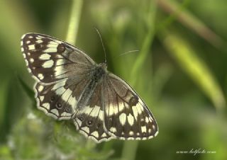 Anadolu Melikesi (Melanargia larissa)