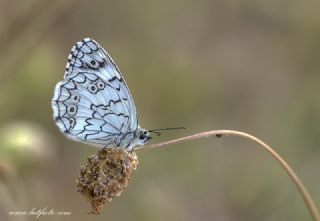 Anadolu Melikesi (Melanargia larissa)