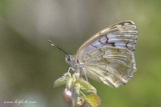 Anadolu Melikesi (Melanargia larissa)