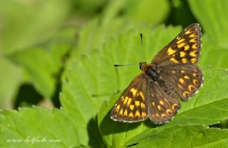 ncili Kelebek (Hamearis lucina)