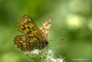 ncili Kelebek (Hamearis lucina)