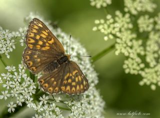 ncili Kelebek (Hamearis lucina)