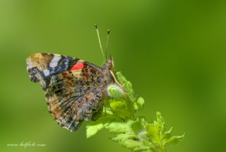 Atalanta (Vanessa atalanta)