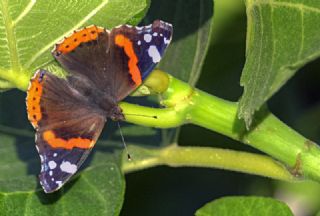 Atalanta (Vanessa atalanta)