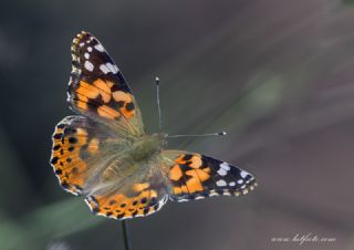 Diken Kelebei (Vanessa cardui)