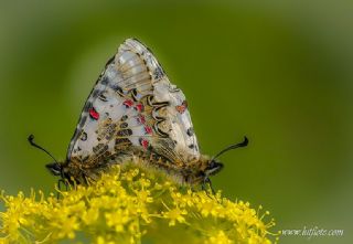 Orman Fistosu (Allancastria  cerisyi)