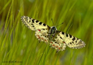 Orman Fistosu (Allancastria  cerisyi)