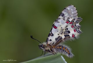 Orman Fistosu (Allancastria  cerisyi)