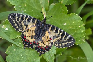 Orman Fistosu (Allancastria  cerisyi)