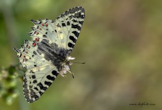 Orman Fistosu (Allancastria  cerisyi)