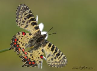 Orman Fistosu (Allancastria  cerisyi)