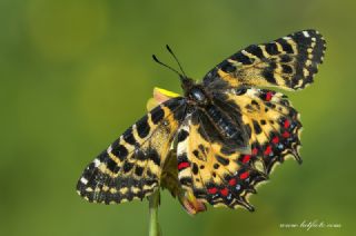 Orman Fistosu (Allancastria  cerisyi)