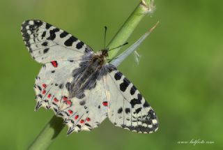 Orman Fistosu (Allancastria  cerisyi)