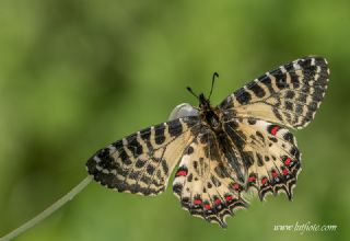 Orman Fistosu (Allancastria  cerisyi)