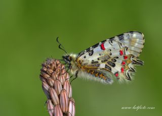 Orman Fistosu (Allancastria  cerisyi)