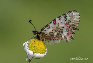 Orman Fistosu (Allancastria  cerisyi)