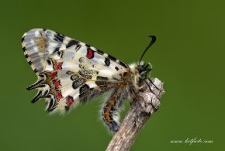 Orman Fistosu (Allancastria  cerisyi)