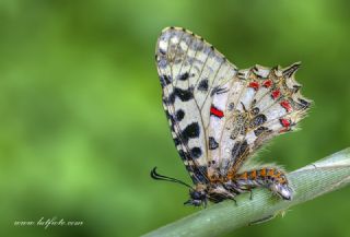 Orman Fistosu (Allancastria  cerisyi)