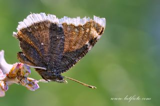 Sar� Bandl� Kadife&nbsp;(Inachis&nbsp;antiopa)